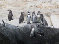 Pinguino de Humboldt